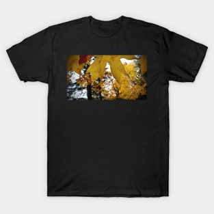 Rain Drops On Golden Leaves T-Shirt